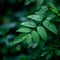 Lush foliage Rainy season brings abundant leaves in natural beauty