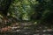 Lush foliage shades a footpath in forest France