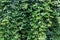 Lush foliage of virginia creeper vine on the wall