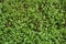 Lush foliage and white flowers of Stellaria media