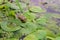 Lush foliage of wild Lotus with green frog on the water surface