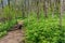 Lush Forest along Appalachian Trail Approach