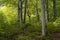 Lush forest with autumnal leaves.