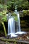 Lush forest at Fern Falls.