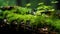 Lush Forest Moss Close-Up