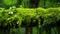 Lush Forest Moss Close-Up