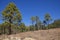 Lush forest of Pinus Canariensis trees, an endemic coniferous plan highly tolerant to weather changes and high altitudes