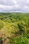 Lush forest in the rainy season - Sertao landscape in Oeiras, Piaui