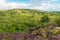 Lush forest in the rainy season - Sertao landscape in Oeiras, Piaui