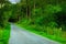 Lush forest in the spring. A photo of a road in the forestA photo of forest beauty in springtime.