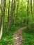 Lush forest in the spring. A photo of a trail in the forest in springtime.