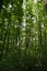 Lush forest in summer. Tall trees with green foliage