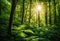 A lush forest with sunlight filtering through the leaves