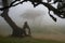 Lush forest of trees covered in mist in the Fanal forest in Madeira, creating a mystical atmosphere