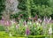 Lush garden with vibrant blooms and lush hedges