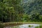 Lush Gardens in a Tropical Rainforest in Martinique