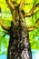 Lush ginkgo tree illustration background