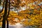 Lush golden tree on the mountain lake in autumn