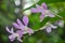 lush and graceful bunch of Orchid flowers dangles elegantly against a backdrop of verdant foliage