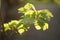 Lush grape branch with green leaves lit by the setting sun.