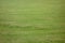 Lush grass in the field