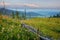 Lush grass with flowers and large driftwood with bare trees high on a mountain pass among stones and sunset