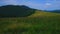 Lush grasses on Polonyna Khomyak mountain meadow, Carpathians, Ukraine