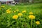 Lush grassy field surrounded by quaint houses