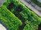 Lush green aerial view vegetable garden at residential home backyard near Dallas, Texas, USA