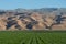 Lush green alfalfa farm field and mountains in Southern California