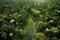 lush green amazon rainforest from above