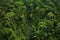 lush green amazon rainforest from above