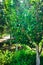 A lush green apple orchard with green apples in Kullu, Himachal Pradesh India