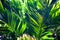 lush green background of tropical leaves