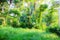 Lush green Bali nature plants vegetation
