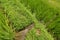 Lush green Balinese rice fields. Irrigation called subak, a trad