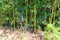 A lush green bamboo forest at Lake Horton Park