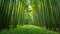 Lush green bamboo forest with a sunlit path invites a peaceful walk