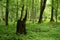 Lush green BiaÅ‚owiÅ¼a primeval forest in Poland