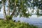 lush green birch trees hanging over Lake Starnberg or Starnberger See in Bernried on sunny May day, Bavaria, Germany