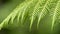 Lush, green Boston fern leaf