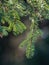 Lush green branch, covered in glistening droplets of morning dew