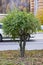 Lush green bush on the side of a city road.