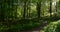 Lush Green Canopy of Trees Over a Wooded Pathway