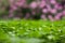 Lush green carpet of clover close up