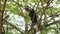 Lush green cherry trees perched golden hornbill