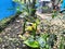 Lush green chili plants in the yard