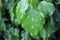 lush green Common Ivy (Hedera helix) leaves covered with fresh droplets of water, ready to drop off