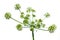 Lush green Conium maculatum flower