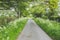 Lush green country lane